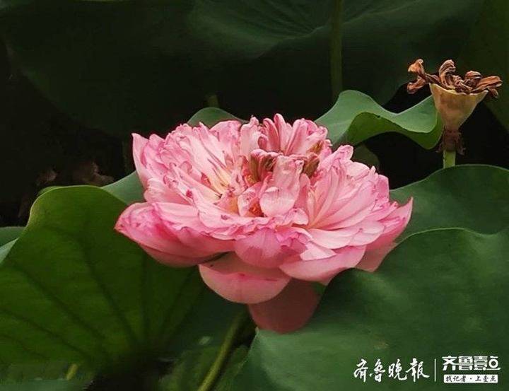 半脱莲房露压欹的美丽与诗意