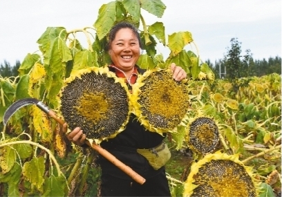 向日葵APP下载，安卓用户必备，免费站长统计助你一臂之力-第1张图片
