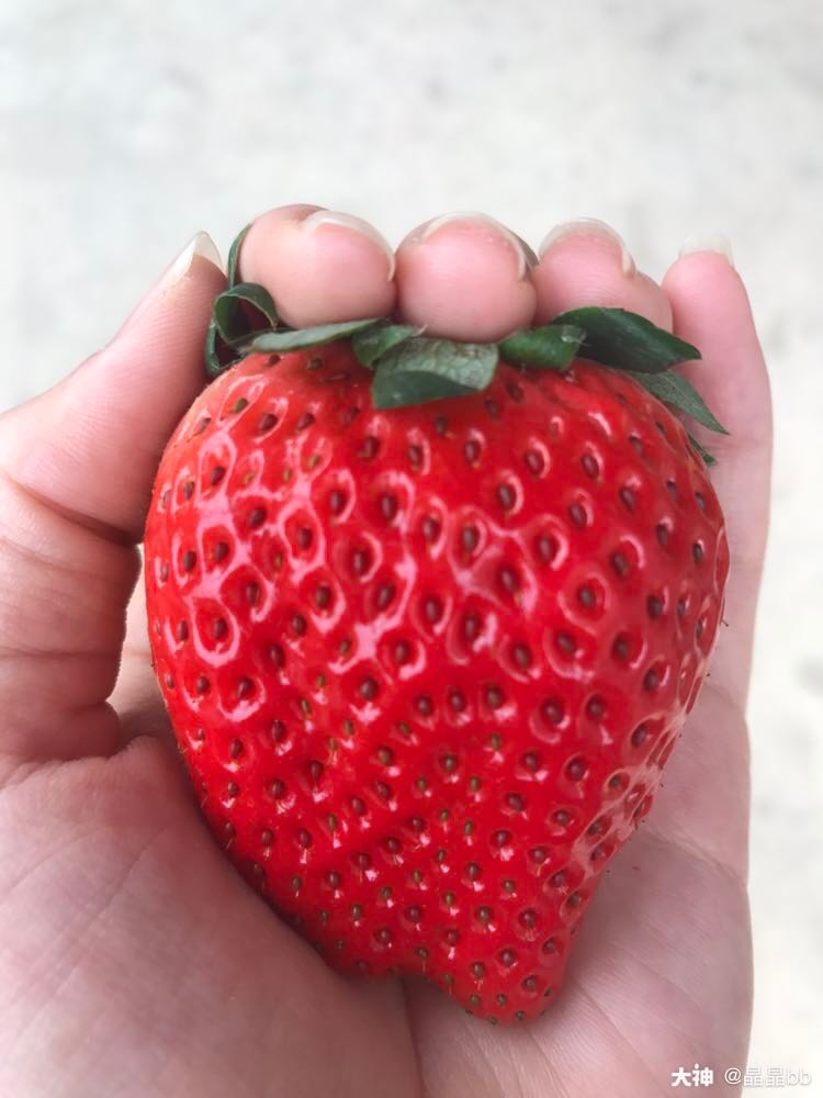 迈开腿让我看看草莓游戏的功能探索未知的诱惑——迈开腿让我看看小草莓的奇妙之旅-第2张图片