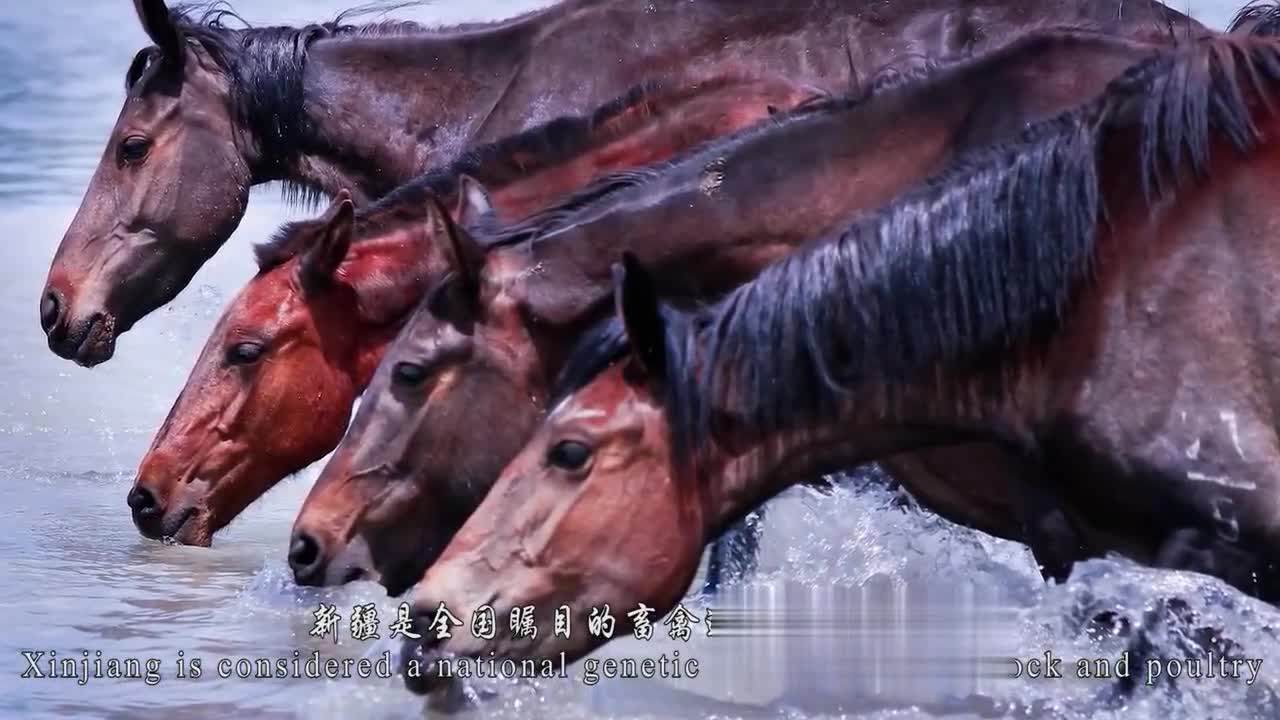 人与畜禽的合作关系探讨人与畜禽的和谐共生，合作关系的探索与思考-第2张图片