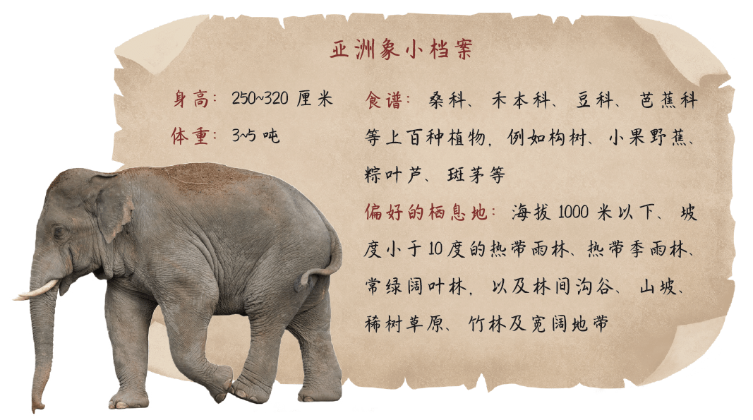 大象蕉的奇妙世界，探索与发现大象蕉在线视频网站
