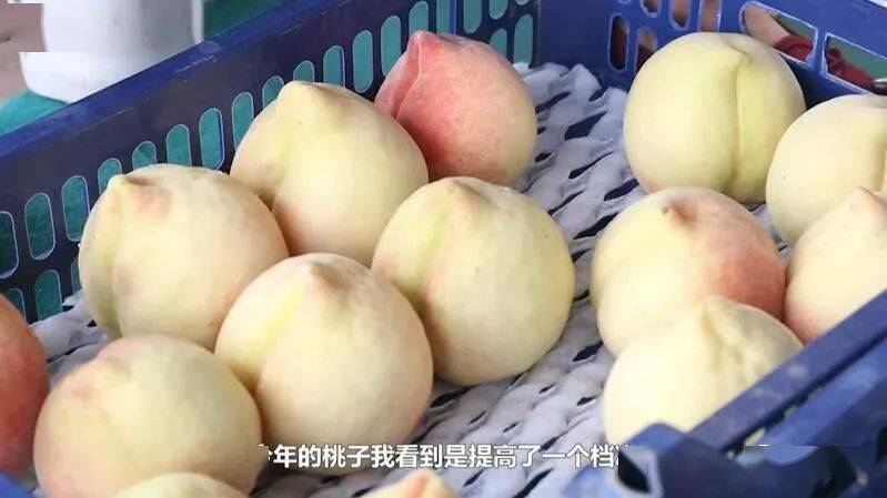 蜜桃TV成人网站，免费打开的优质体验-第1张图片