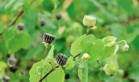 野草视频，中文免费资源的新探索-第2张图片