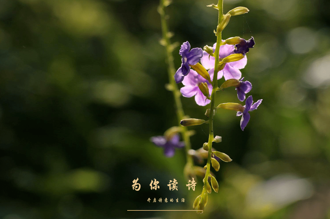 为你读诗官网为你读诗官网，诗意生活的美好入口-第1张图片