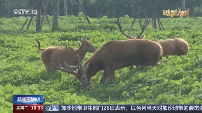 麋鹿怎么抓麋鹿捕捉的详细步骤与注意事项-第1张图片