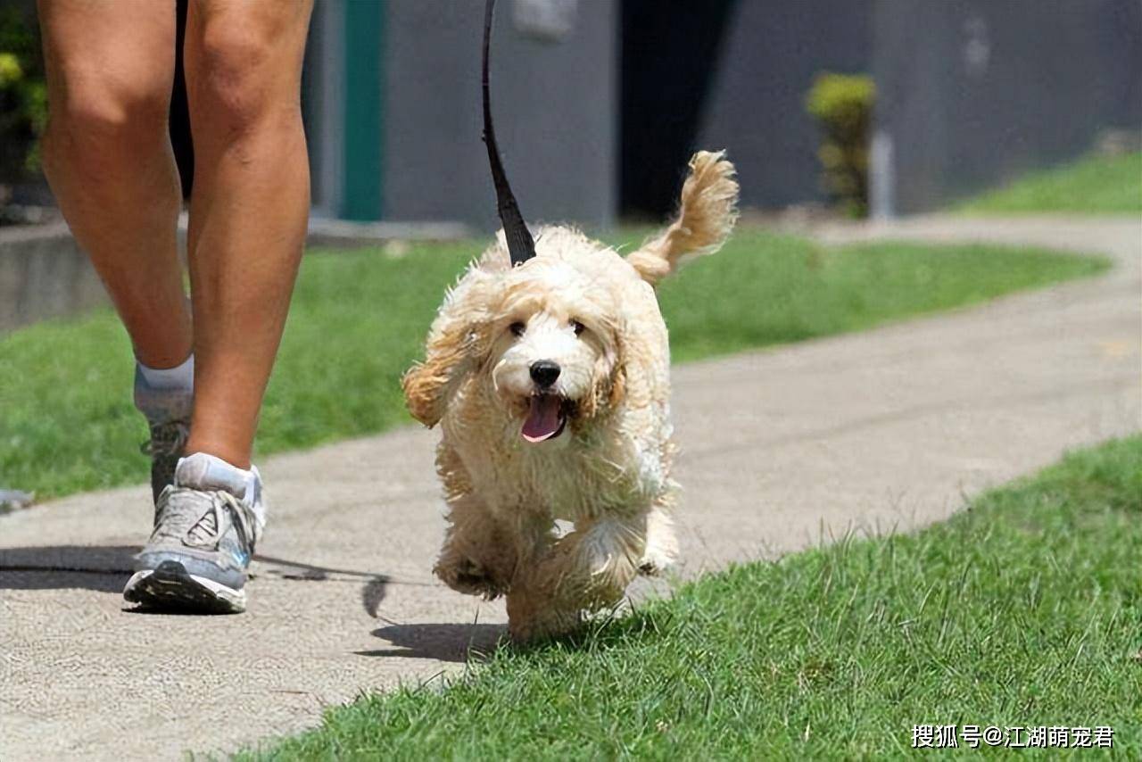 狗狗射速好烫小说狗狗射速太快是否会对女生造成伤害？