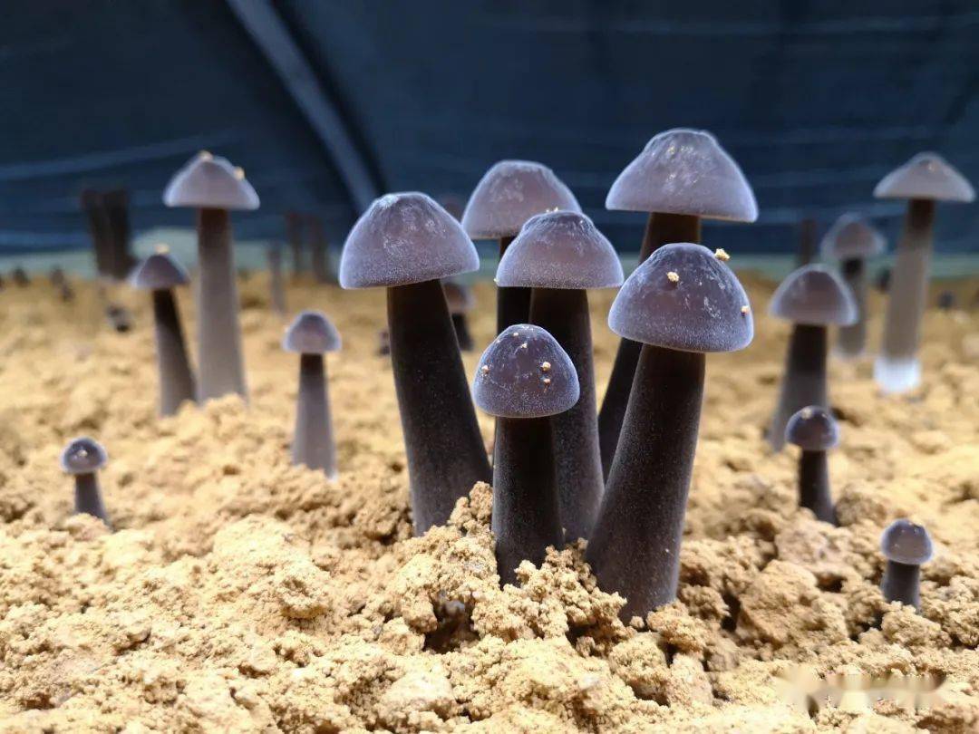 精产一二三产区，深度解析其区别与特点