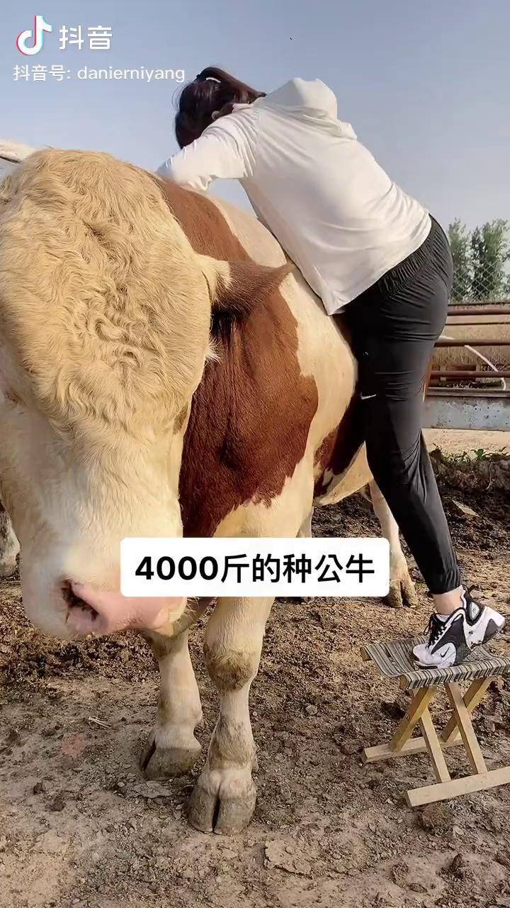 公牛和女人能生出什么关于女性与动物之间的行为——一个不可触及的议题