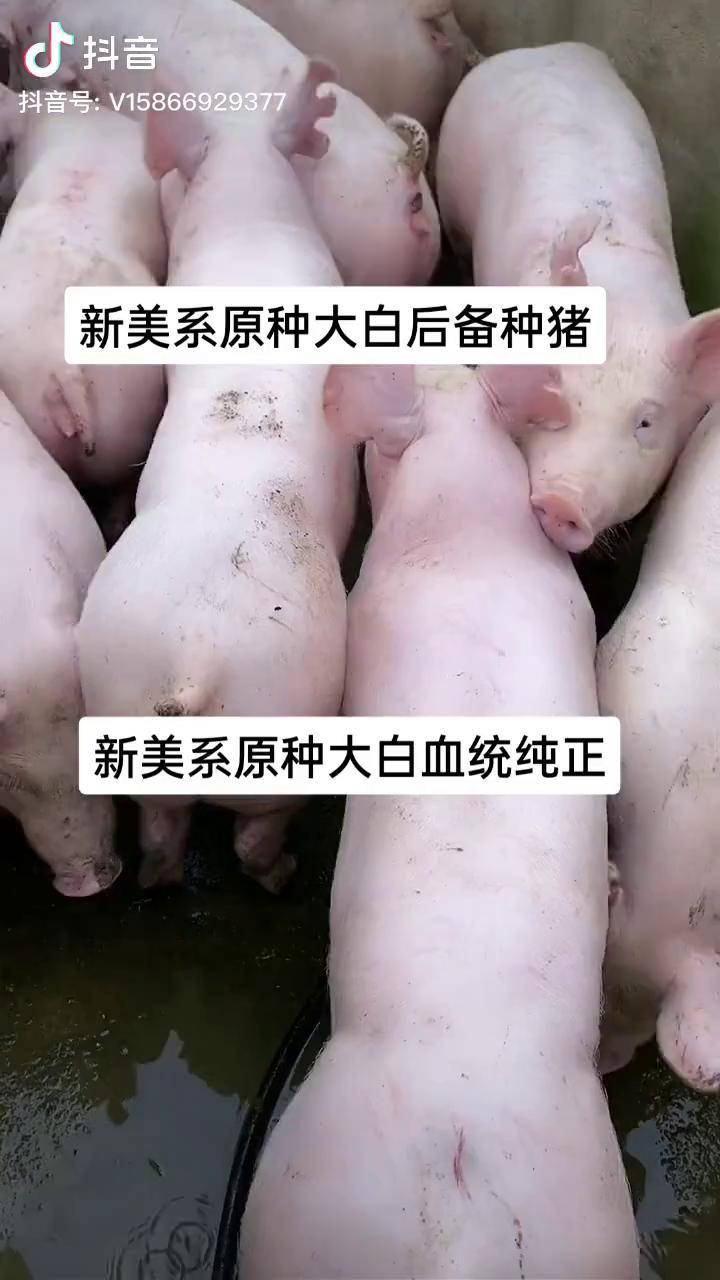 人与种猪，共存与和谐之探索