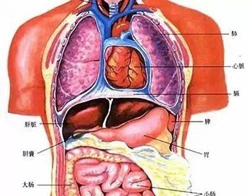 乖 把生殖腔打开H(养欢)_乖 把生殖探索乖巧背后的奥秘——关于生殖腔的探索-第1张图片