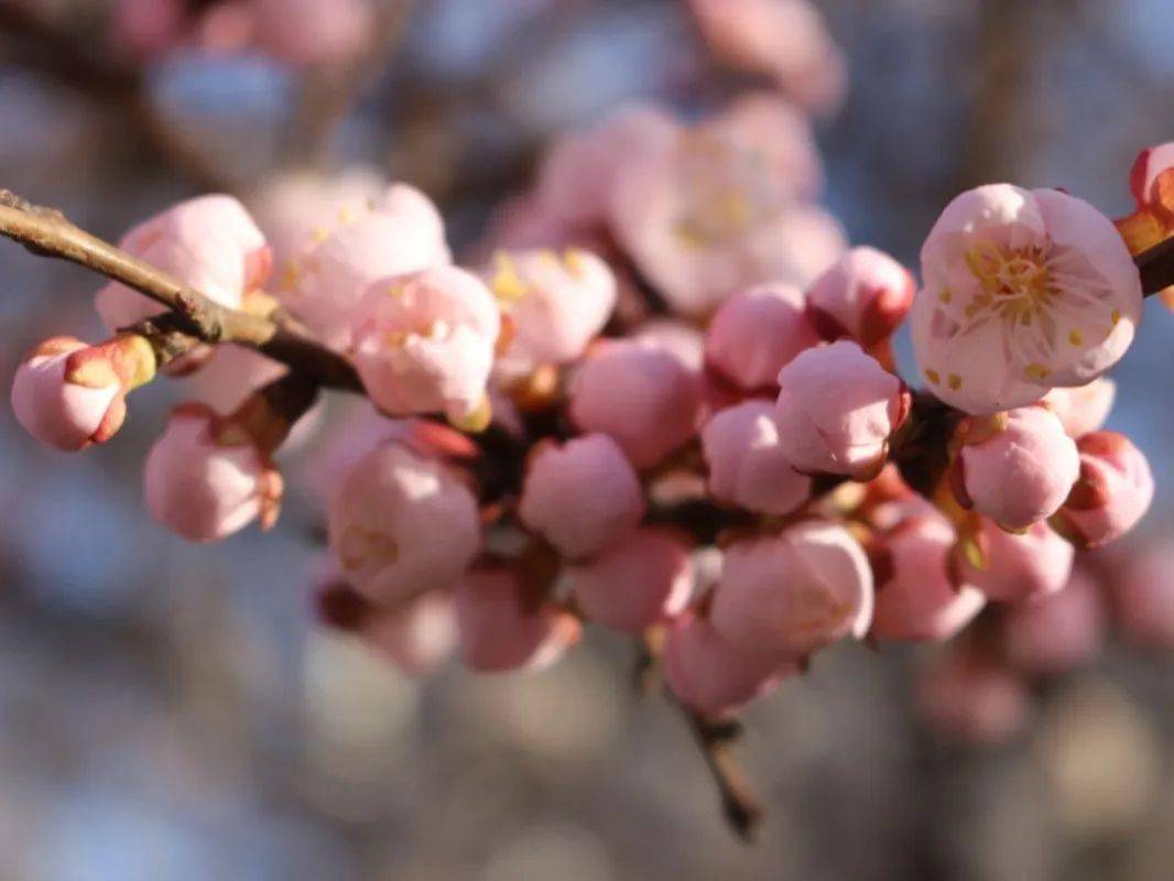 香草视频在线香草视频在线——探索视觉盛宴的无限可能