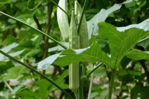 污秋葵软件下载秋葵IOS平台免费看污APP的真相与探讨