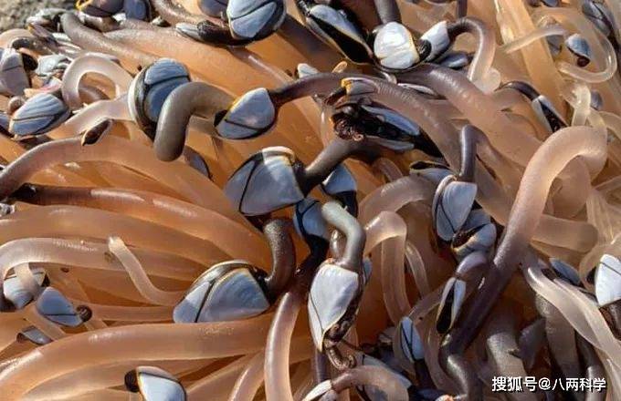 触手产卵生孩子触手，神秘而独特的生物奥秘
