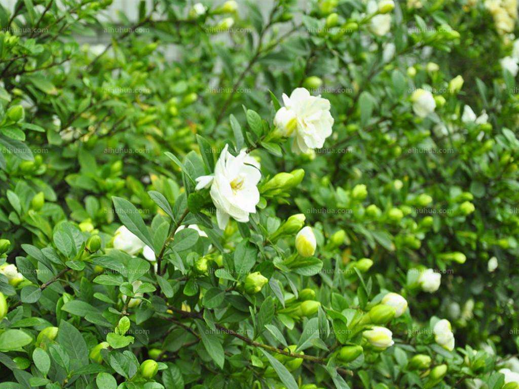 蜜芽忘忧草768.mon.二区老狼大豆行情网腾讯澳蜜芽忘忧草768.mon与二区老狼大豆行情网的探索-第1张图片