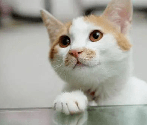 猫咪社区免费视频在线观看探索猫咪的魅力，免费视频在线观看的社区体验-第3张图片