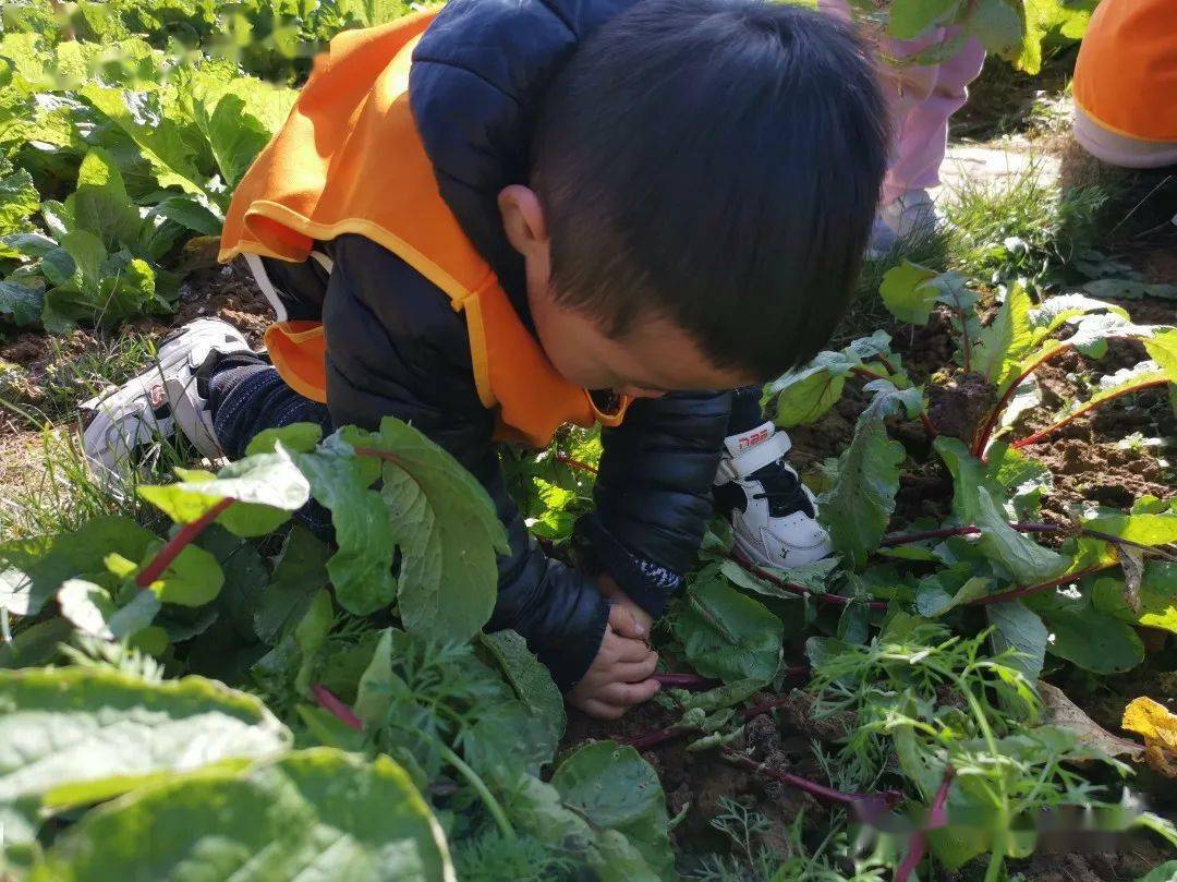 一小孩儿和老师拔萝卜(黄)黄土地上的小故事，一小孩儿与老师的拔萝卜之旅-第2张图片