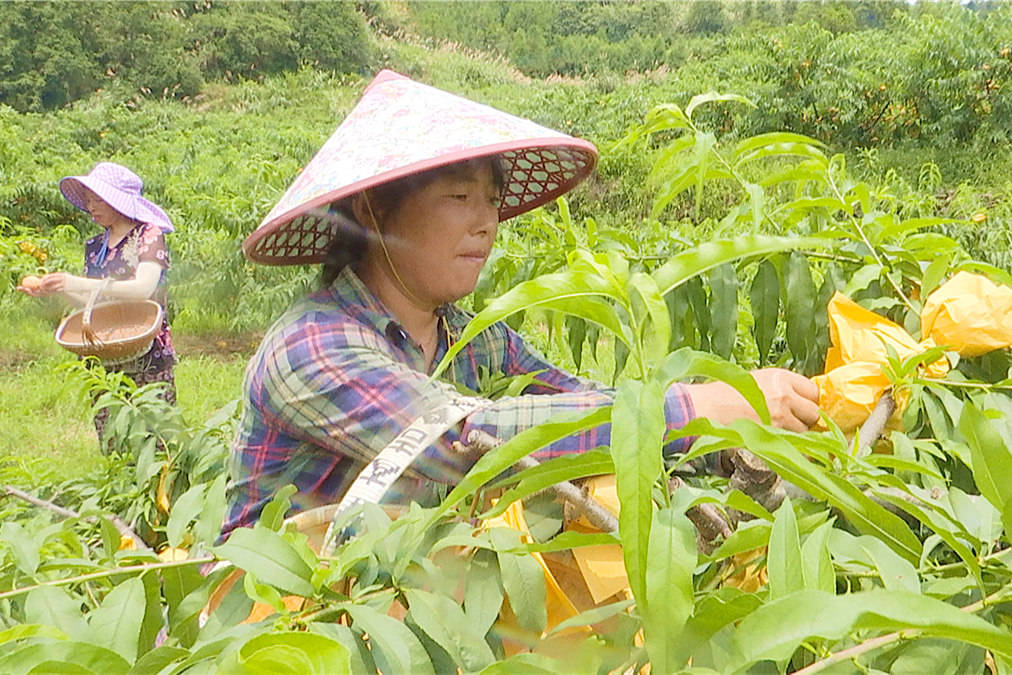 小小水蜜桃的魅力之旅-第2张图片