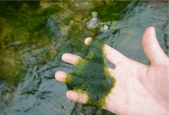你看你的水都拉丝了在线观看警惕水质恶化——你看你的水都拉丝了