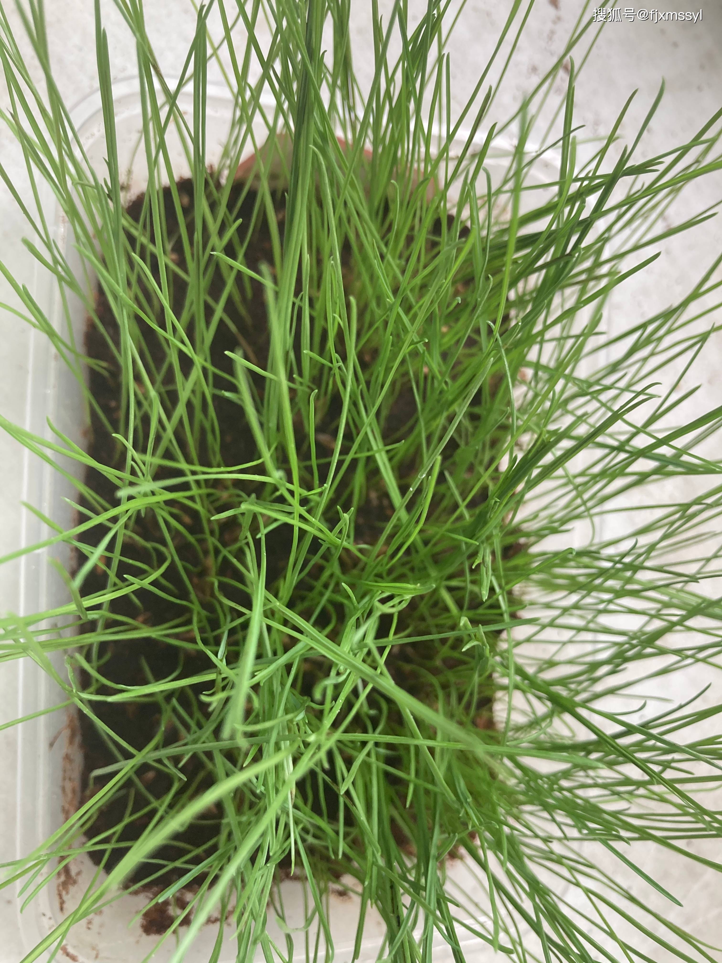 小草在线——高清视频播放的绿色体验