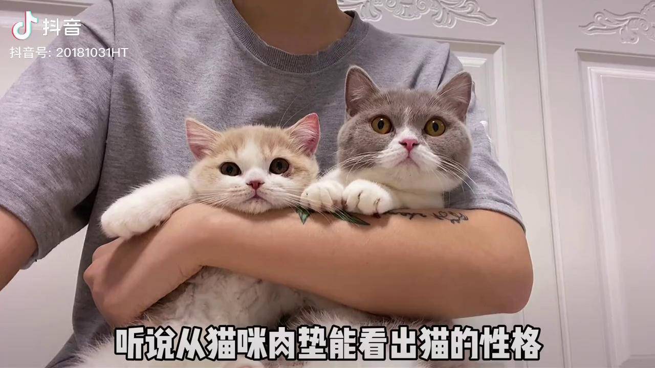 探索猫色综合网——一个充满乐趣与知识的在线平台-第3张图片