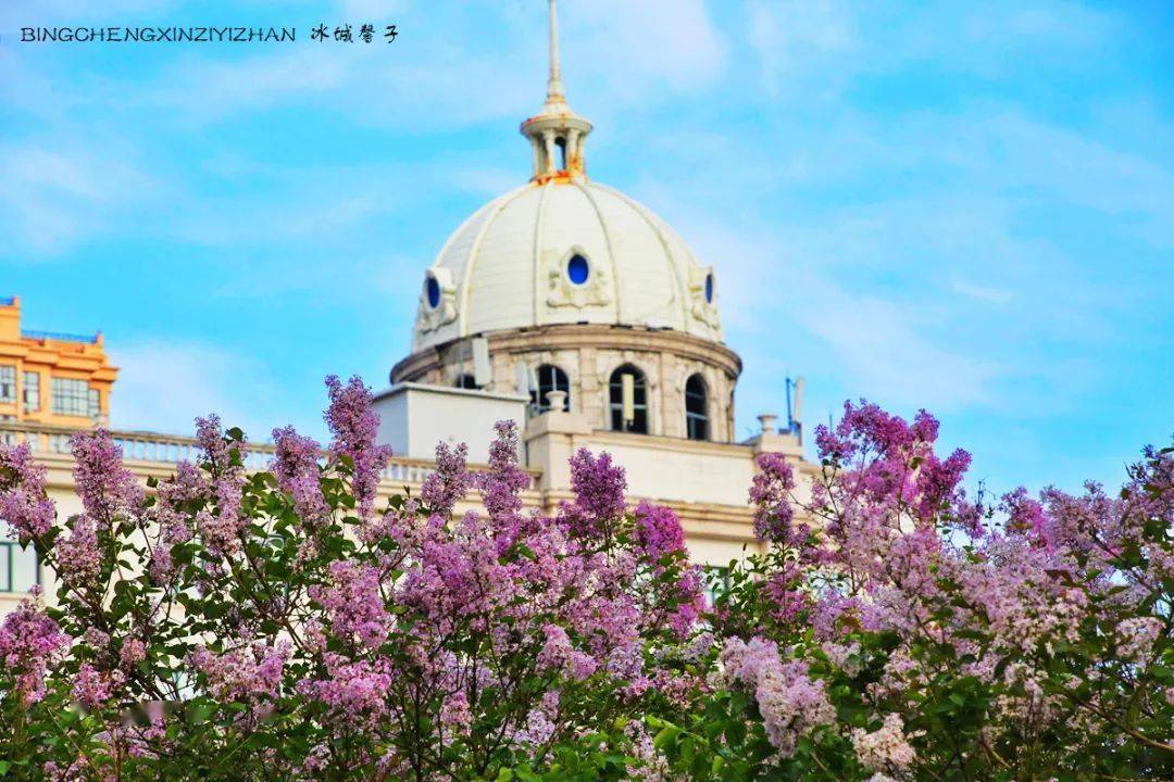 丁香区——一座城市的香气记忆