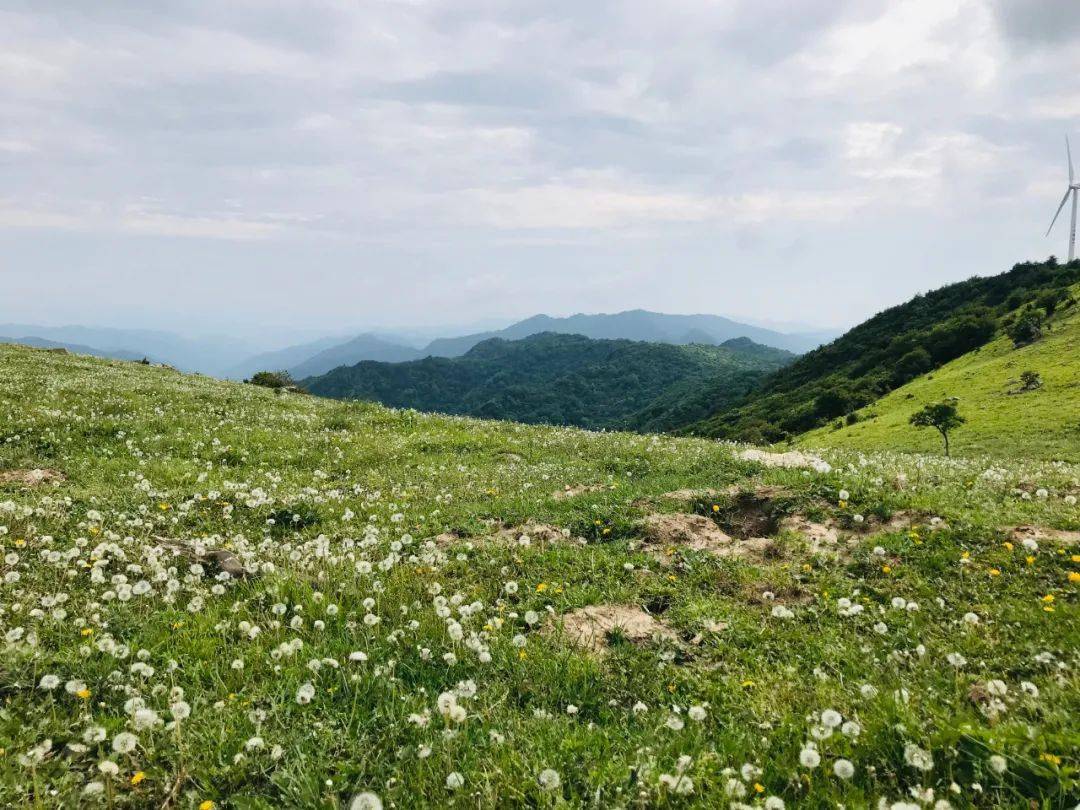 野花西瓜影院，夏日清凉与自然之美的邂逅-第2张图片