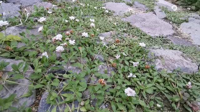 野花西瓜网野花西瓜影院，夏日电影的清凉乐园-第2张图片