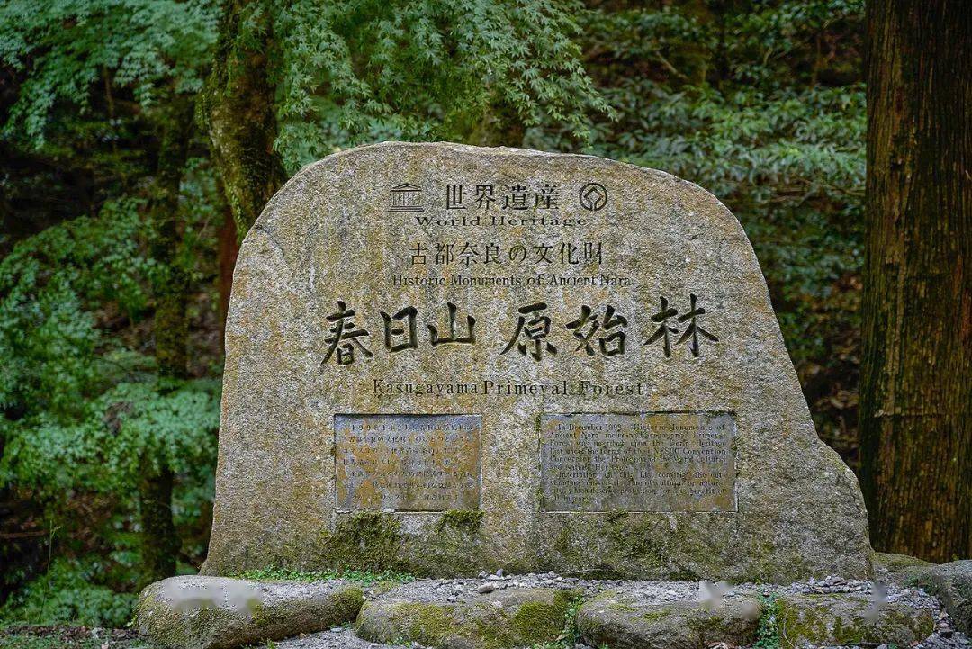 日本一本到道免费，探索日本文化中的独特魅力-第1张图片