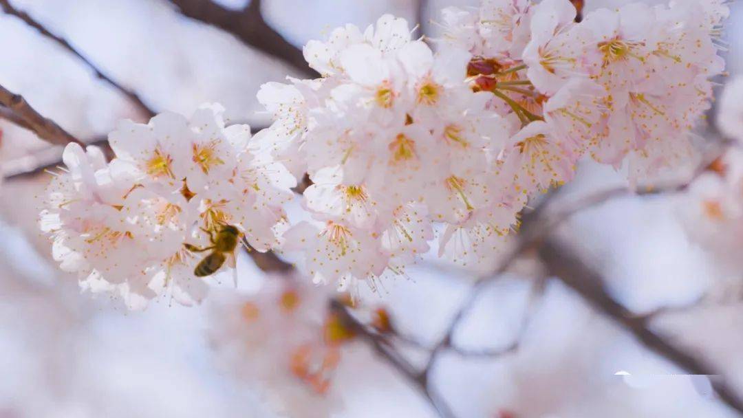 樱花直播app下载最新版彩票樱桃视频app，探索无限可能-第2张图片