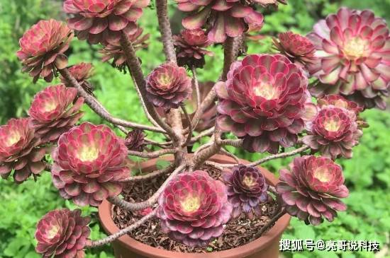 魔法神花魔法神花，神秘世界的守护者-第2张图片