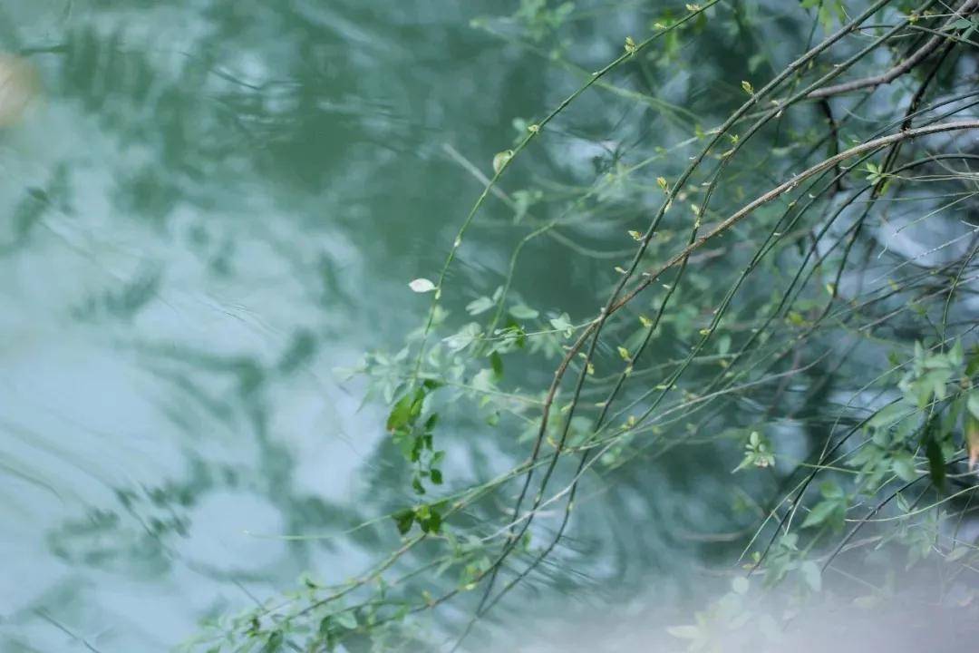 春雨视频直播免费的观看春雨视频直播，免费观看的精彩世界-第2张图片