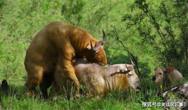 人与牛斗关于ZOZOZO的误解——女人与牛的交配过程解析