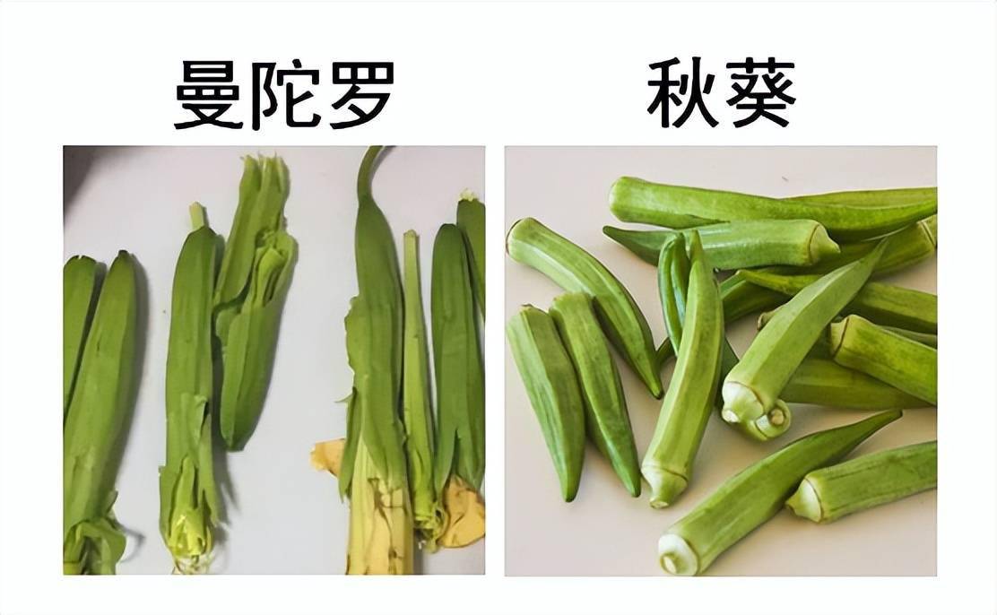 秋葵app下载_软件下载秋葵app下载与免费使用指南-第2张图片