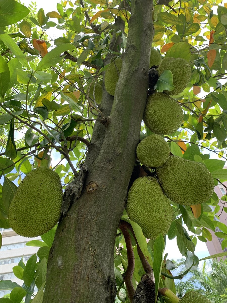 亚洲日产菠萝蜜亚洲日产菠萝蜜，甜蜜的果实，全球的骄傲-第2张图片