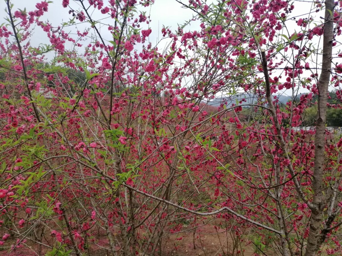 花花世界花家姐剧情简介花花世界花家姐下载，探索数字世界中的美丽与便捷-第2张图片