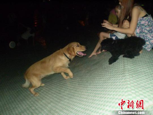 关于女性与强壮大公狗交配的探讨-第3张图片