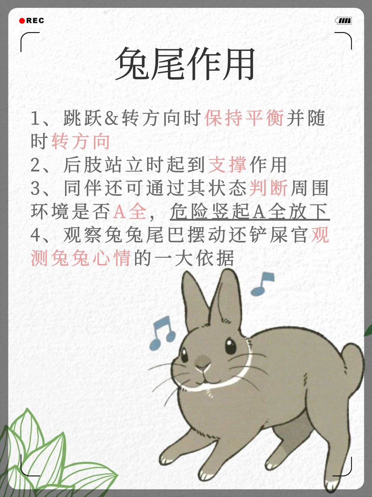 班花的兔子好软水好多好好吃班花与她的柔软兔子——美食与软水的奇妙之旅