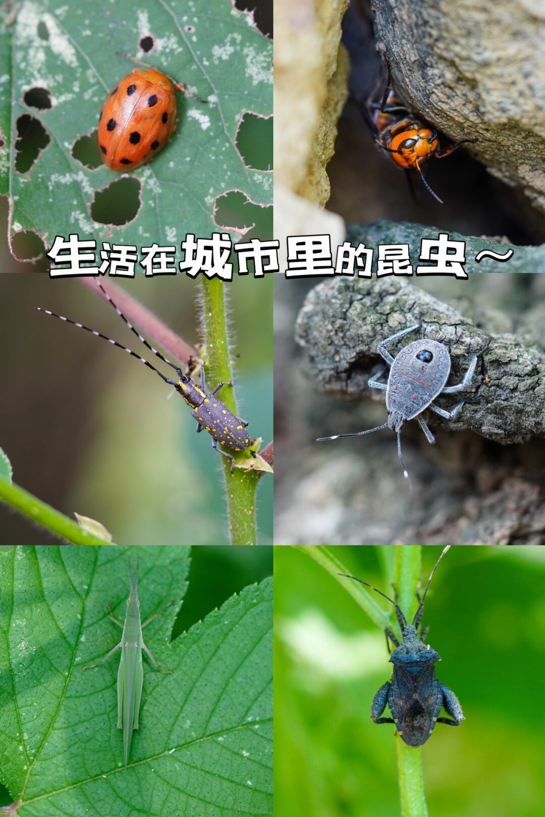 棉签的棉花进肛门里能排出来吗棉签的微妙之旅，探索独特体验的秘密-第2张图片