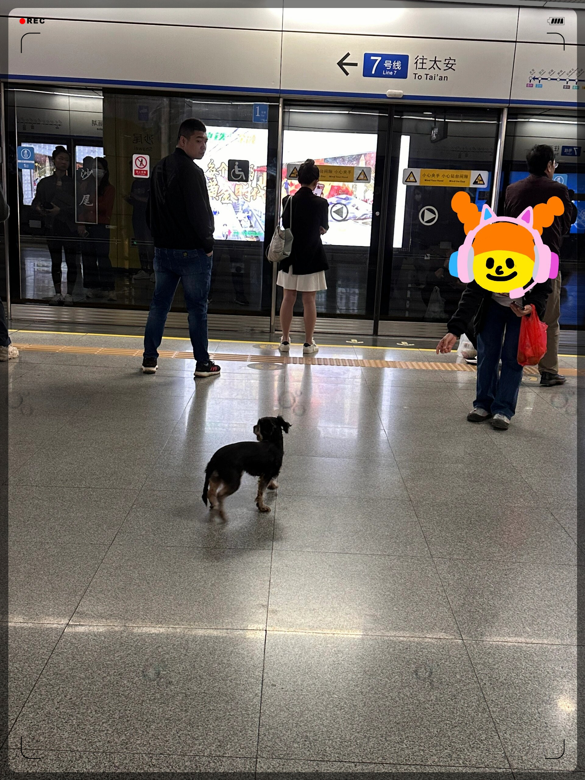 被自己家狗狗C了一天的真实经历-第3张图片