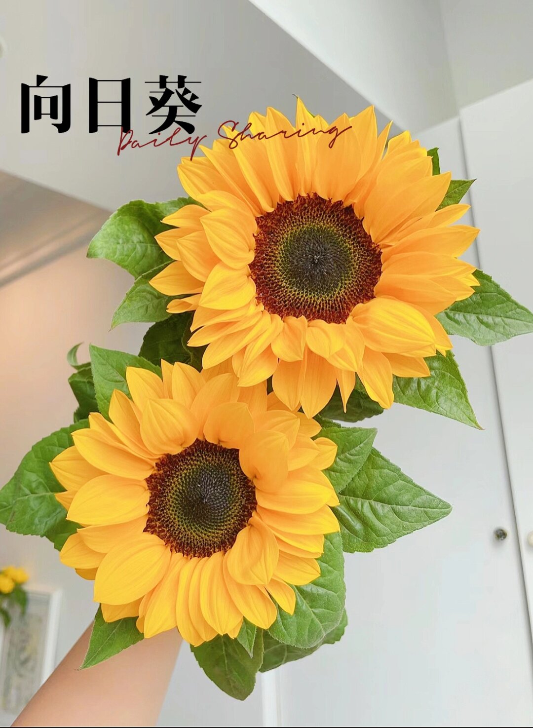 探索向日葵黄软件下载的便捷途径