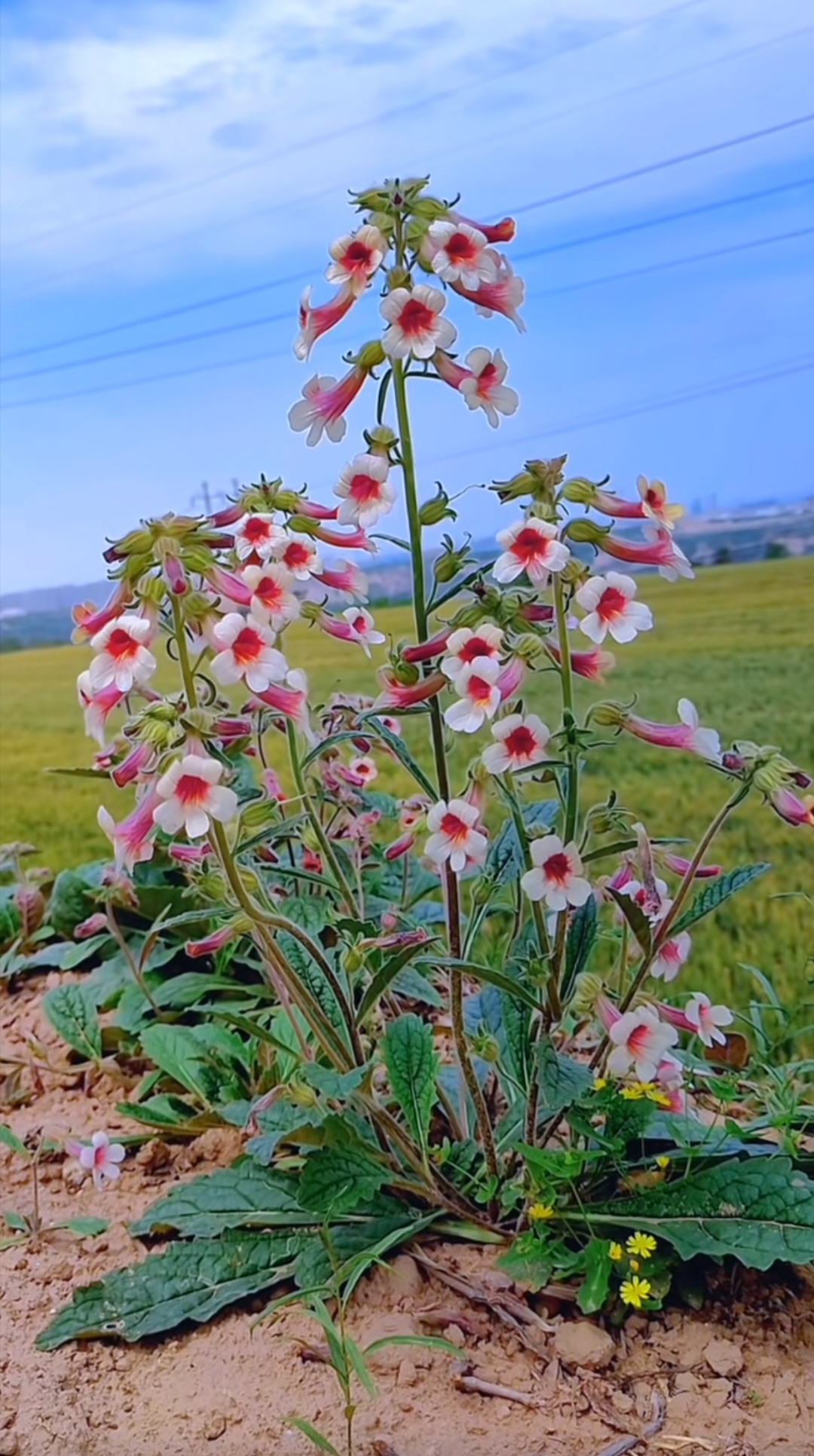 野花视频看片免费野花视频，免费欣赏自然之美-第1张图片