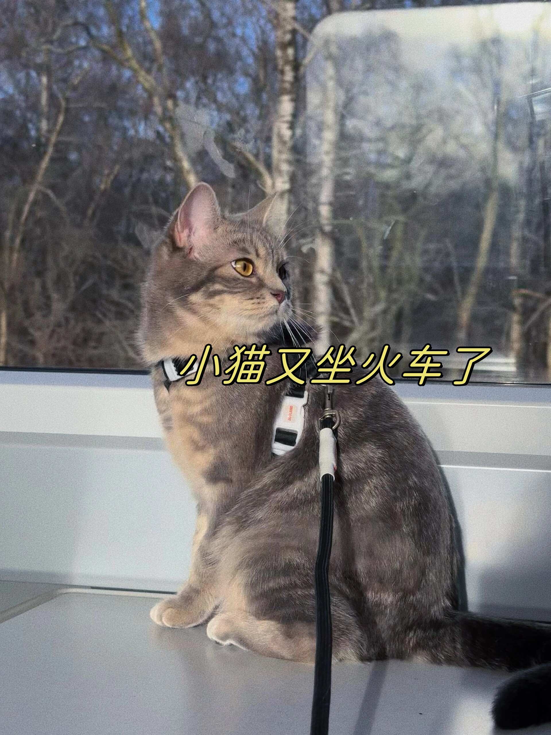 探索刚刚发育的小毛片之奥秘-第1张图片