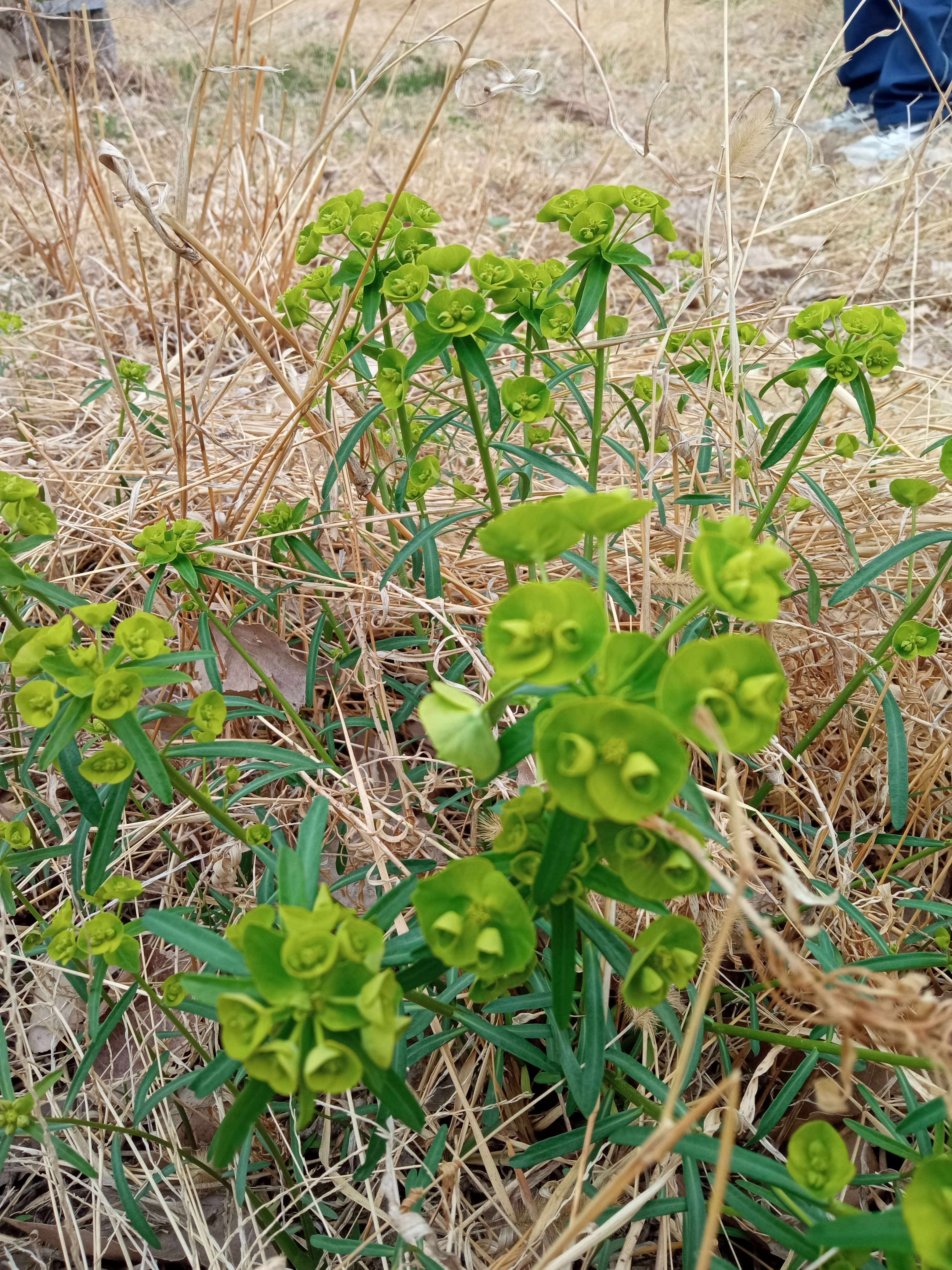 蜜芽忘忧草的神秘之旅，与768的MON老狼的邂逅-第2张图片