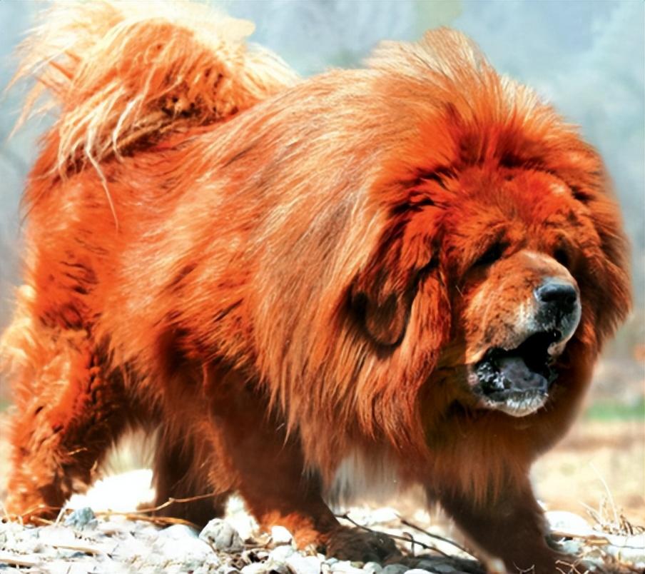 两只藏獒同时进我身体藏獒之秘，双獒入体的奇妙体验-第1张图片