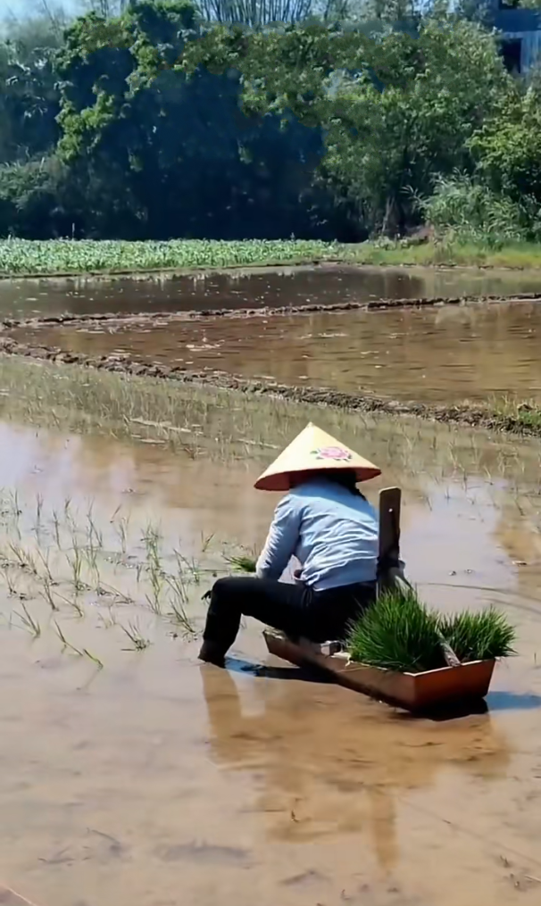 插秧的智慧与艺术