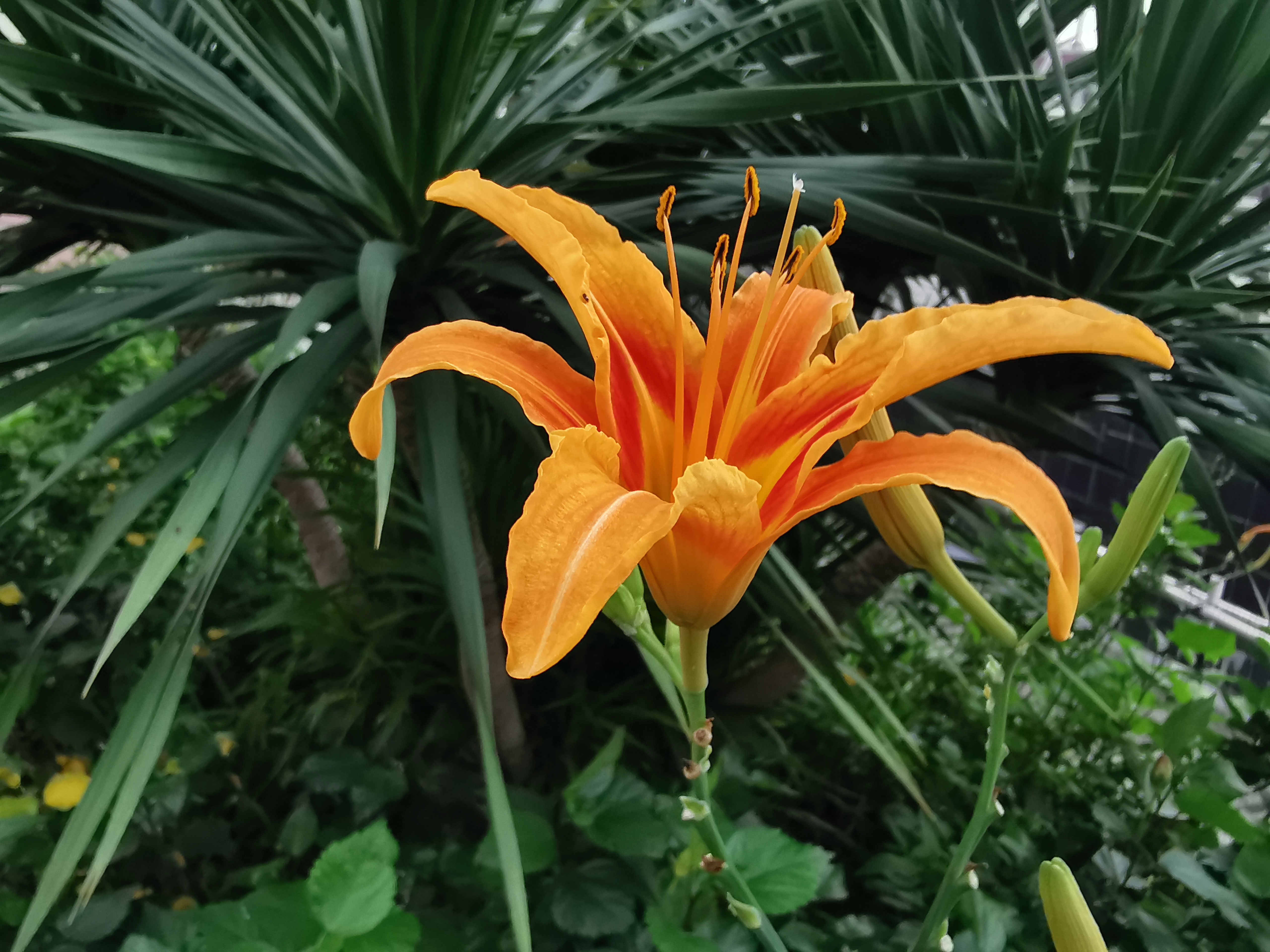 忘忧草www在线免忘忧草的神奇世界，WWW在线的探索之旅-第2张图片