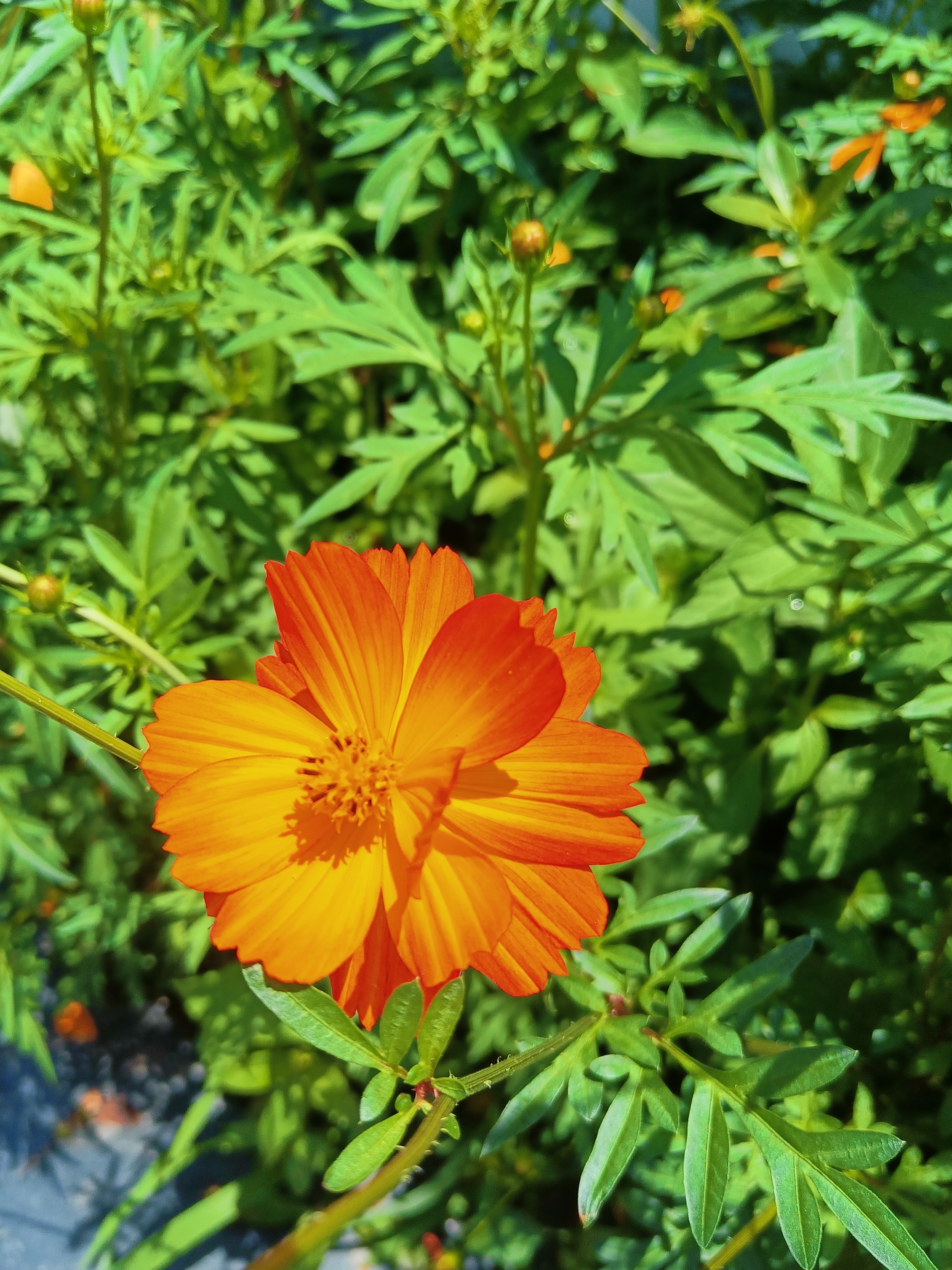 花季传媒下载3.0.2黄版免费花季传媒3.0.2黄版免费下载，了解与注意事项-第2张图片
