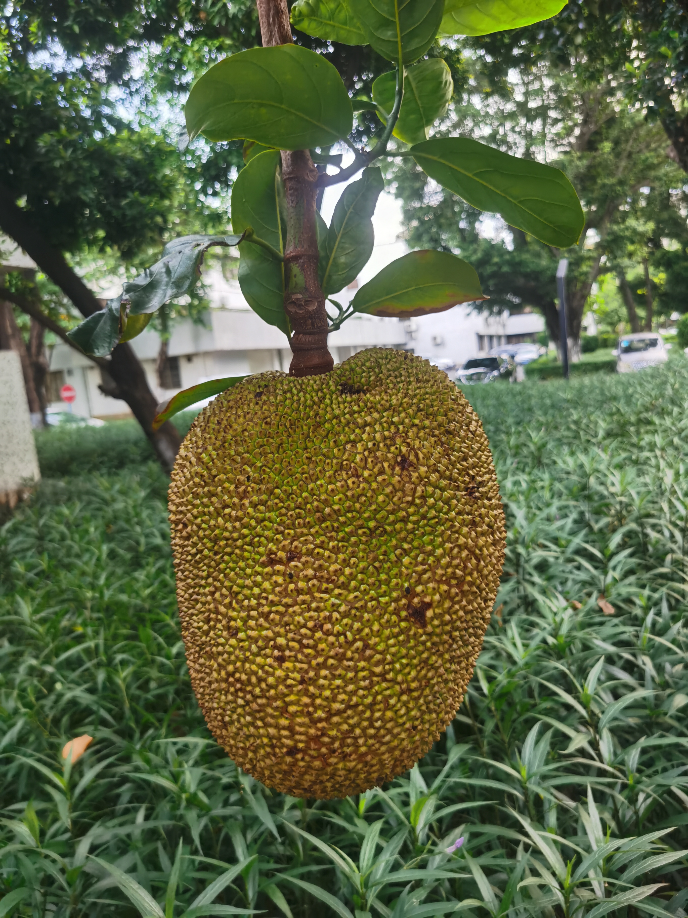 菠萝菠萝蜜Www免费菠萝菠萝蜜Www免费，探索网络世界的奇妙之旅