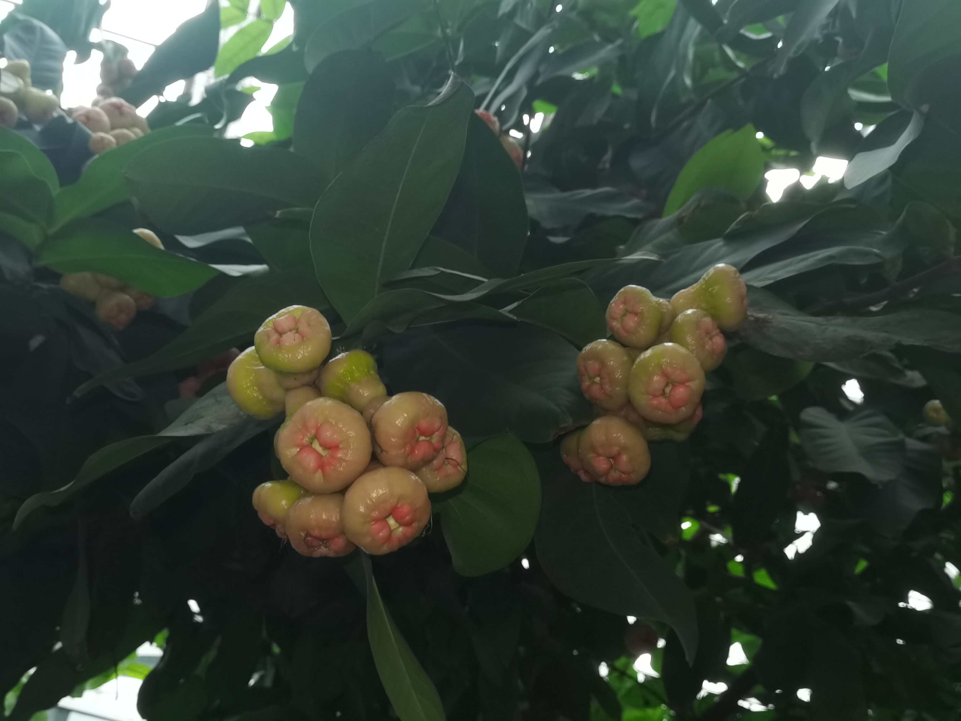 五彩缤纷的水果盛宴——香蕉、草莓、榴莲、黄瓜与绿巨的奇妙世界-第2张图片