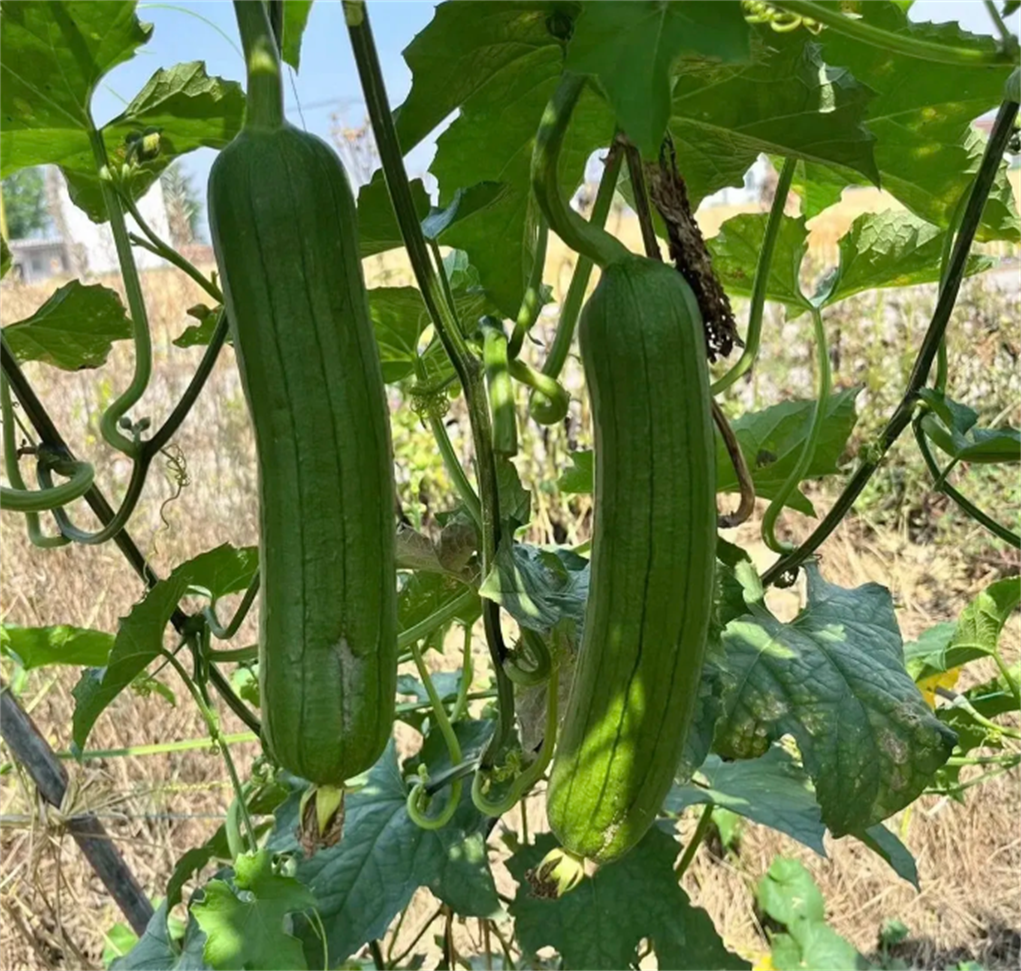 草莓丝瓜向日葵黄瓜榴莲ark下载探索多彩果蔬世界——草莓、丝瓜、向日葵、黄瓜、榴莲及其他水果的奇妙之旅
